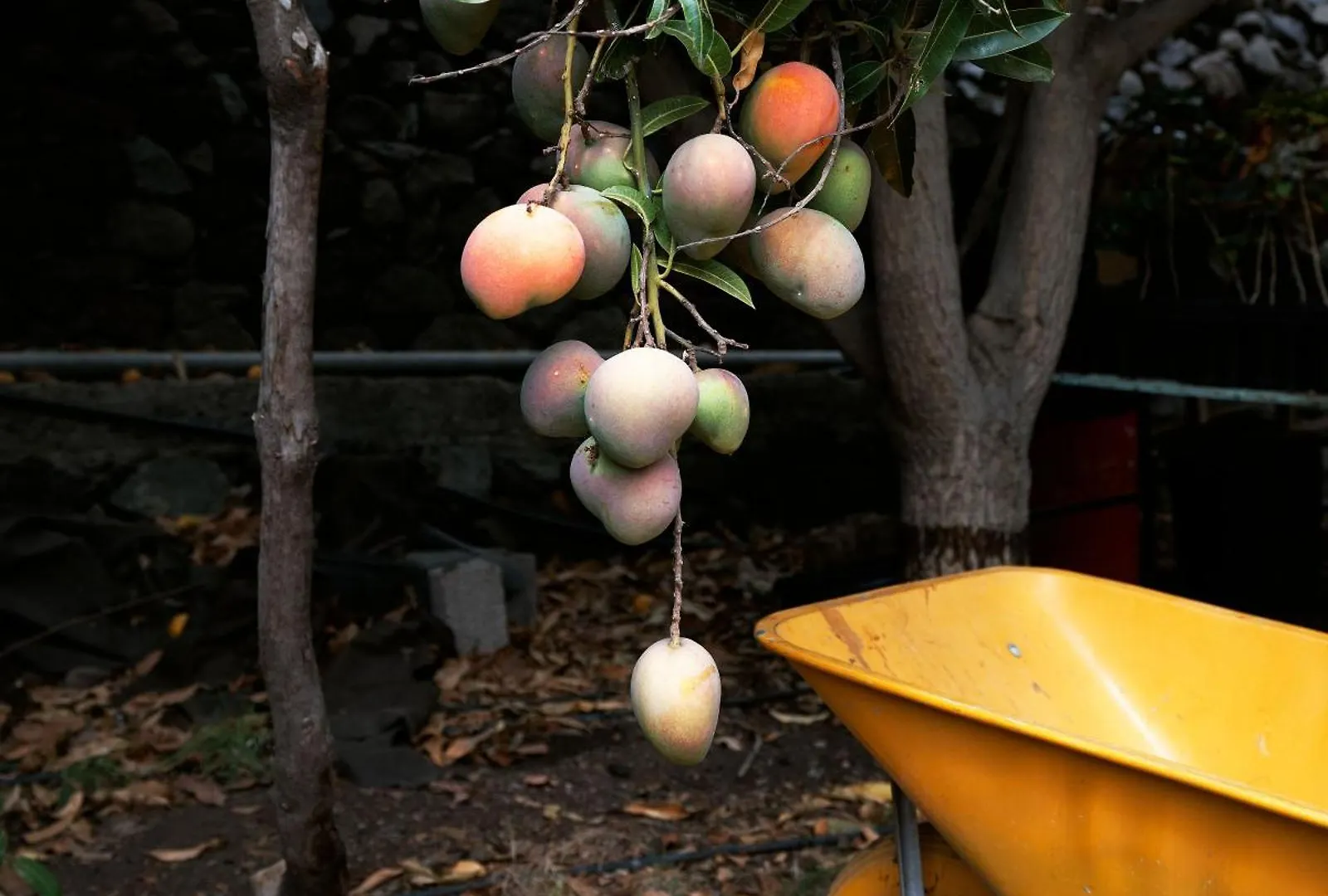 Finca Ecologica Quinta Los Tizones, Casa Mango Santa Cruz de Tenerife