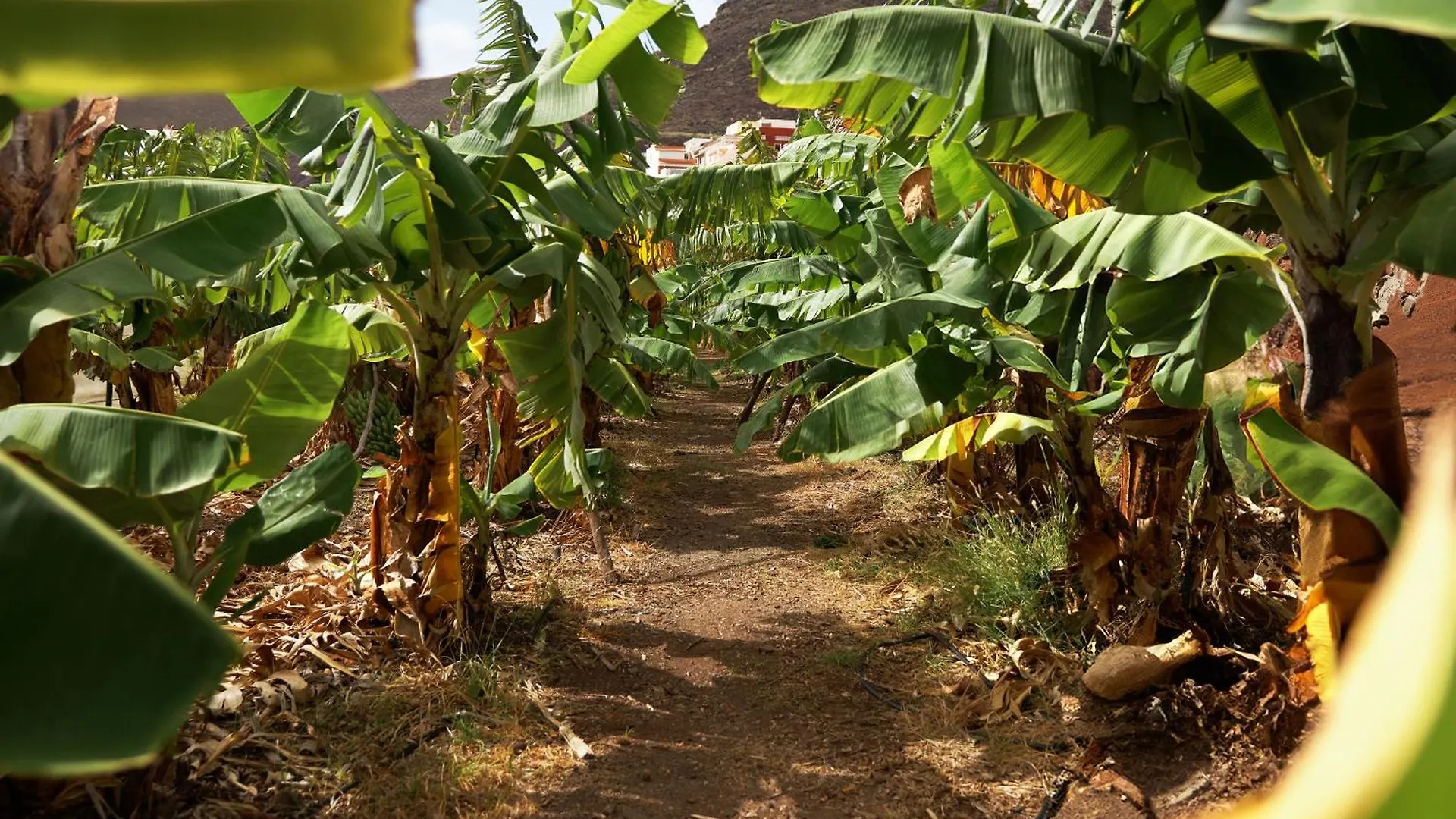 Finca Ecologica Quinta Los Tizones, Casa Mango Santa Cruz de Tenerife 0*,  Spain