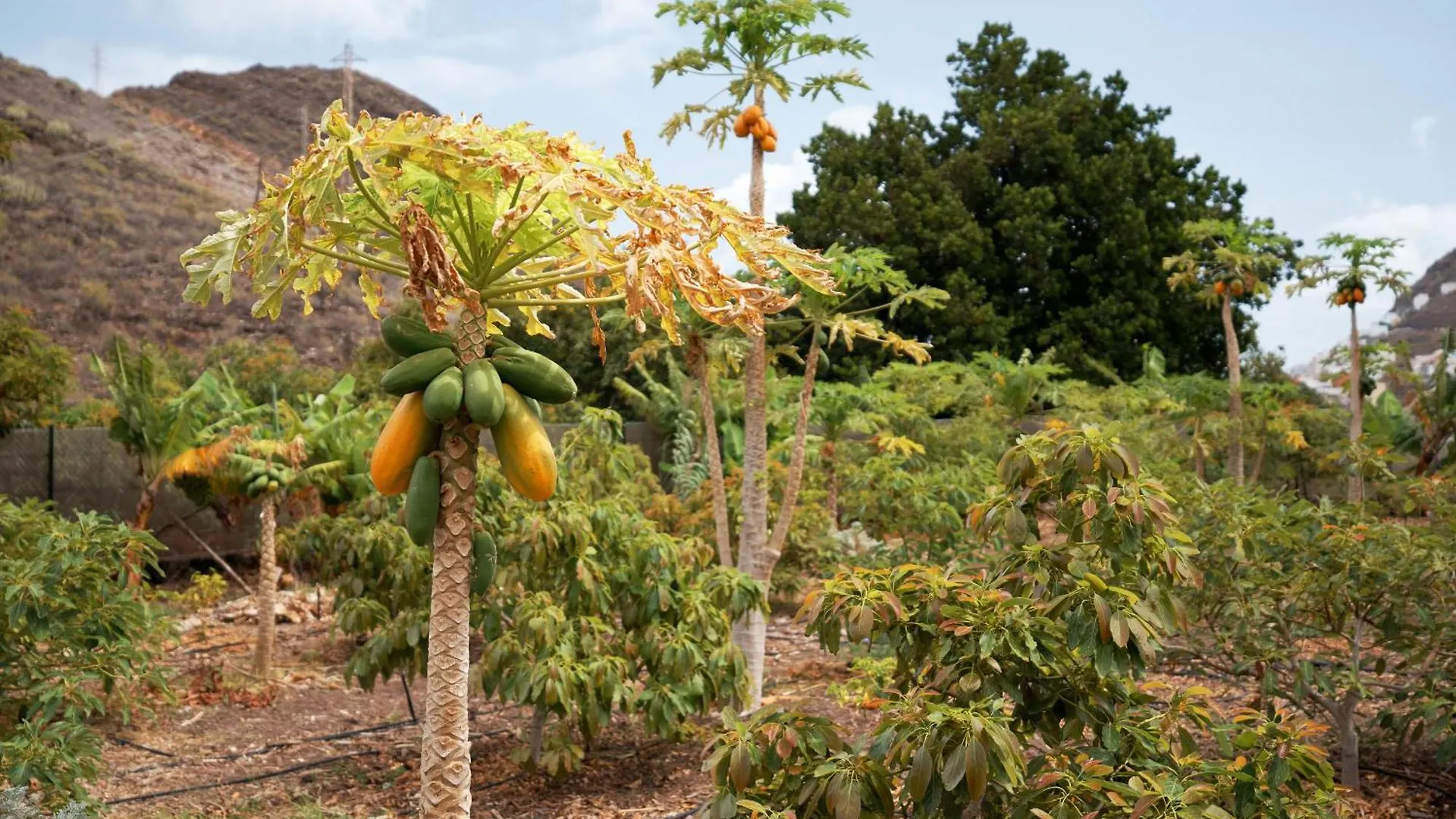 Finca Ecologica Quinta Los Tizones, Casa Mango Santa Cruz de Tenerife Apartment